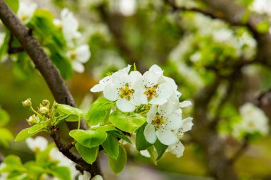 Bahar mevsimi çiçek mevsimi sabah beyaz çiçekler çiçek dalında bahçe fotoğrafçılığında.