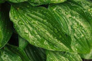 yeşil yağmur damlası makro fotoğraf yaz sabahı doğa arkaplan dokusu konsepti