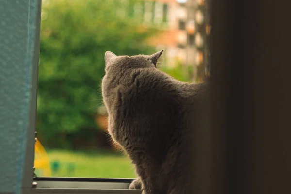 domestic cat back to camera enjoy by fresh air from home balcony inside space simple vintage toning style soft color and focus photography frame work foreshortening