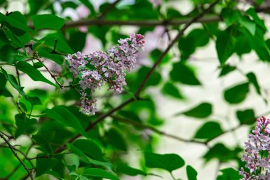Pembe çiçek ağacı yaprakları doğanın manzaralı manzarasını terk eder.