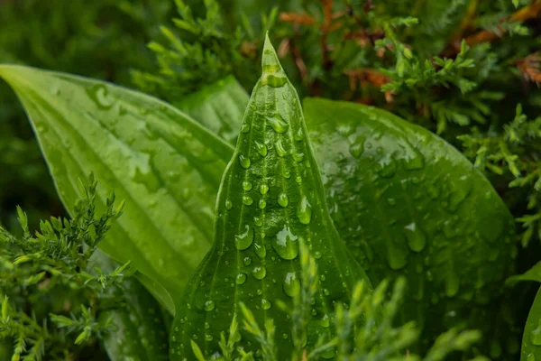 Gota Agua Follaje Tropical Verde Deja Naturaleza Macrofotografía Después Tormenta — Foto de Stock