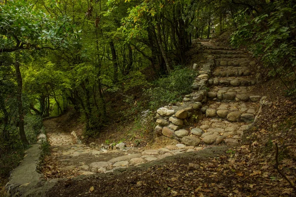 森の森緑の風景の道階段や舗装道路は 新鮮な自然環境の中を歩くために — ストック写真