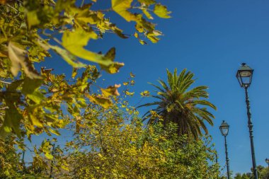 Açık havada yürümek için güney şehir caddesi meydanı yaz mevsiminde palmiye ağaçları ve boş mavi arka plan manzaralı bitkilerle