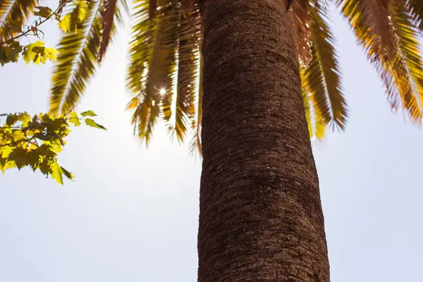 Tatil Tatil Kavramı Palmiye Ağacı Güneş Işınları Instagram Renk Filtresi — Stok fotoğraf