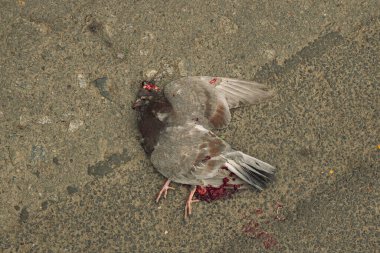 Arabayla ezilen ölü hayvan güvercini. İnsan taşımacılığı. Üzücü bir olay. Arka planda asfalt dokusu olan kan.