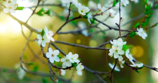 Весеннее Время Апрель Цветущие Белые Цветы Сад Листва Ярко Желтый — стоковое фото