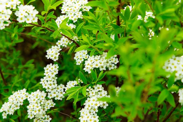 Spring Time Garden White Flowers Blooming Vivid Green Bush Plant — Stock Photo, Image