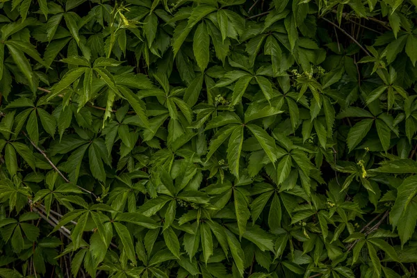 Launisch Grün Laub Regen Wald Pflanze Natur Hintergrund Tapete Poster — Stockfoto