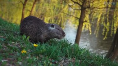 Coypu yarı suda yaşayan kemirgen otlağı yaz günü gölet kenarındaki küçük çayır üzerinde biraz odaklanmamış videolar 