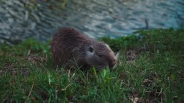 Coypu yarı suda yaşayan kemirgen otlağı yaz günü gölet kenarındaki küçük çayır üzerinde biraz odaklanmamış videolar 