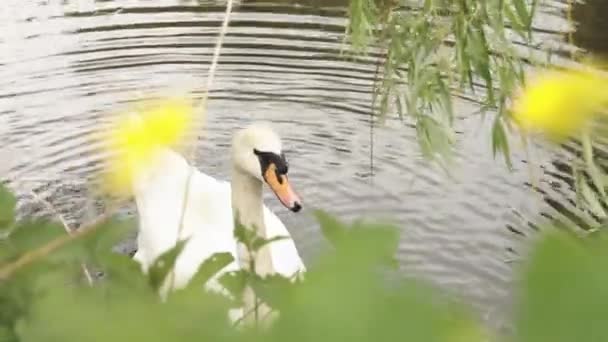 木の葉植物と白鳥の餌池で泳ぐ穏やかな水の夏の日の時間 フォーカスされていない緑と黄色の前景空間自然環境空間 — ストック動画