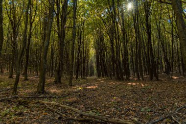Sonbahar ormanı manzarası düşen yapraklar ve yüksek ağaçlar arasındaki geçitle manzaralı
