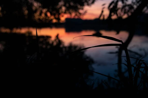 Абстрактный Растительный Силуэт Темные Сумерки Освещения После Захода Солнца Черном — стоковое фото