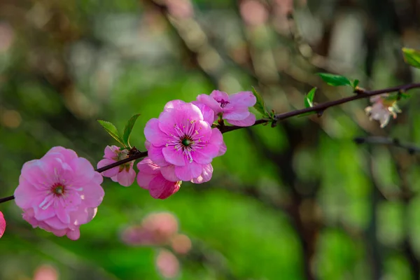 Purple Flower Japanese Garden Floral Nature Scenic View Spring Time — Stock Photo, Image