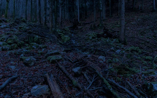 Нічний Ліс Лякає Природу Навколишнє Середовище Простір Синього Тонування Освітлення — стокове фото