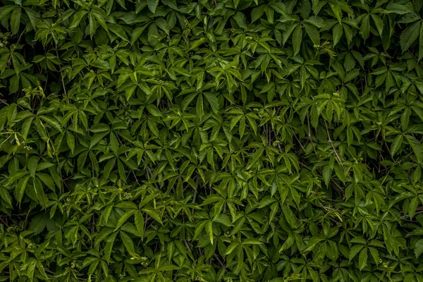 Launisch Grün Laub Tropischen Regenwald Natur Hintergrund Tapete Fotografie — Stockfoto