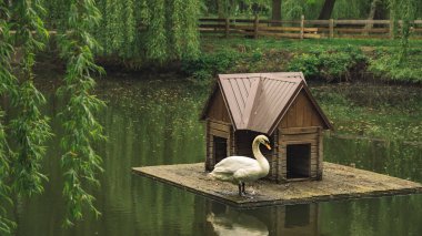 Huzursuz, karamsar, doğa manzaralı bir park. Su hayvanları için ahşap kulübe objesi olan kuğu manzaralı.