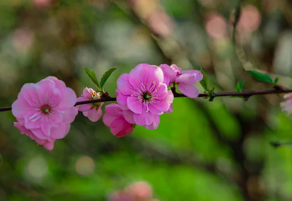 Сезон Цветения Весны Апрель Сад Макро Природа Живописный Вид Розовый — стоковое фото