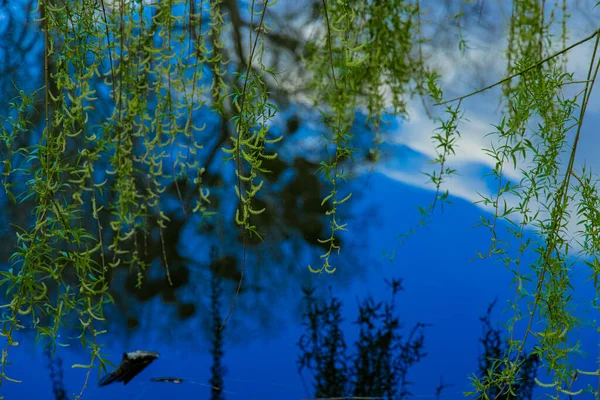 Green Foliage Water Pond Natural Reservoir Reflection Vivid Blue Sky — Stock Photo, Image