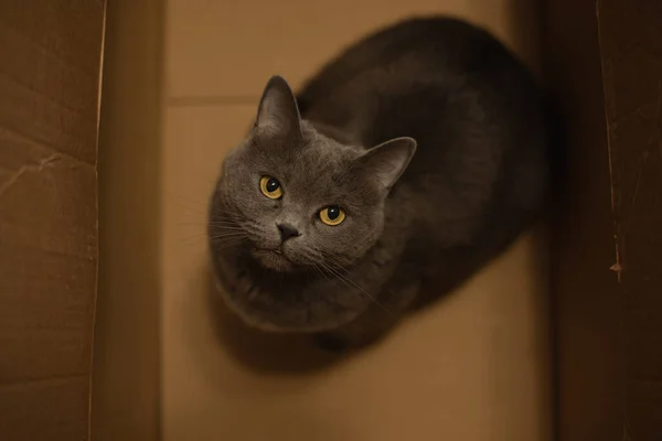 Retrato Gato Britânico Cima Olhando Para Câmera Sentada Caixa Entrega — Fotografia de Stock