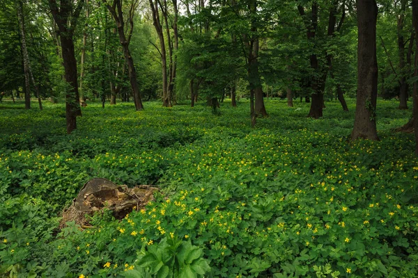 Sommar Skog Landskap Gula Blommor Äng Träd Stubbe Och Mycket — Stockfoto