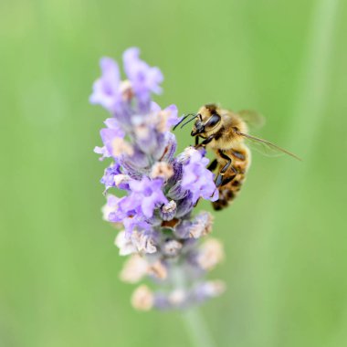 Arı toplama nektar ve polen