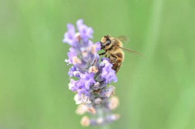 Arı toplama nektar ve polen