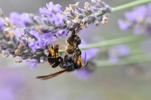 Asiático avispón matando un abeja — Foto de Stock