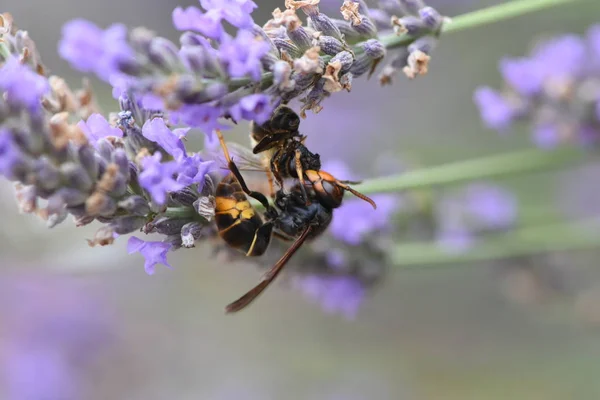 Asiático avispón matando un abeja — Foto de Stock