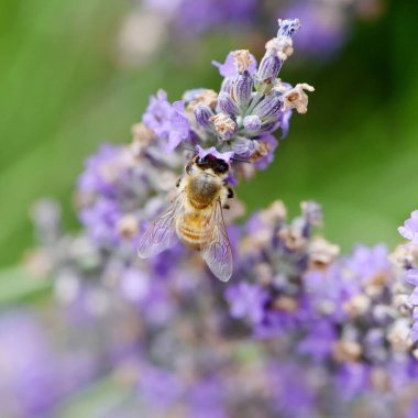 Arı toplama nektar ve polen