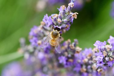 Arı toplama nektar ve polen