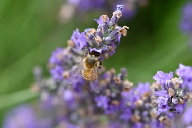 Arı toplama nektar ve polen