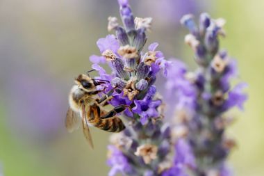 Arı toplama nektar ve polen