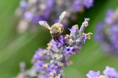 Arı toplama nektar ve polen