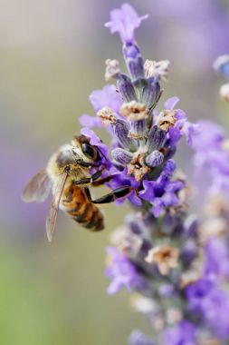 Arı toplama nektar ve polen