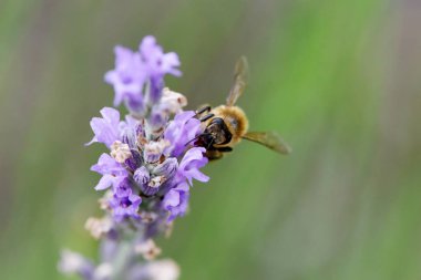 Arı toplama nektar ve polen
