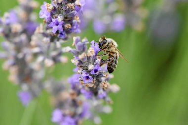 Arı toplama nektar ve polen