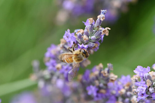 bee gathering nectar and pollen