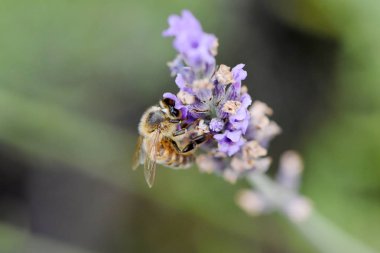 Arı toplama nektar ve polen