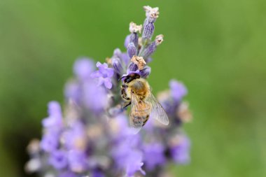 Arı toplama nektar ve polen