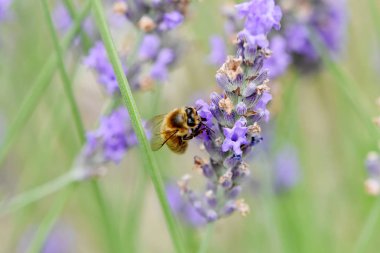 Arı toplama nektar ve polen