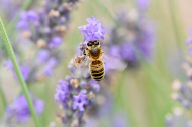 Arı toplama nektar ve polen