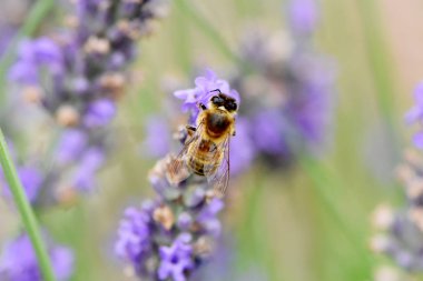 Arı toplama nektar ve polen