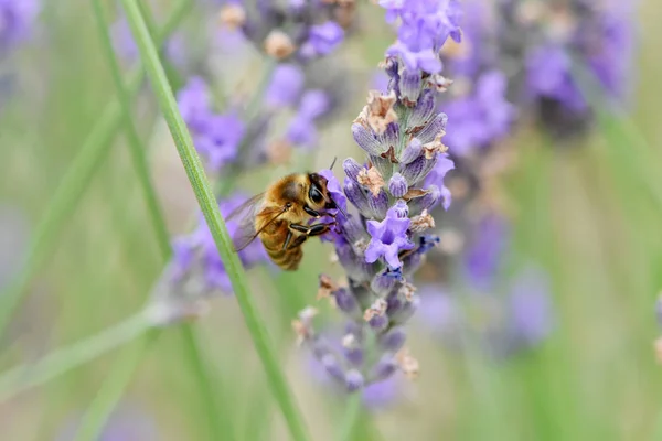 Néctar y polen para la recolección de abejas — Foto de Stock