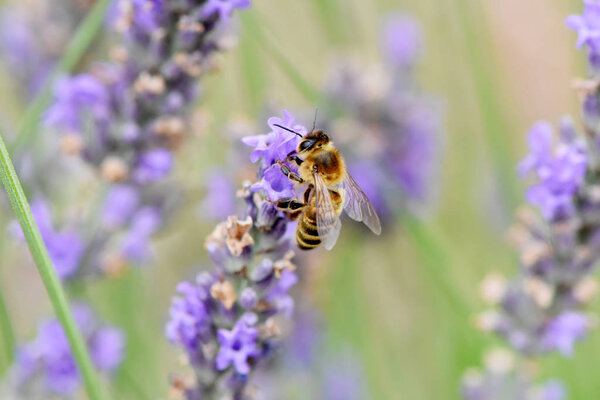 bee gathering nectar and pollen
