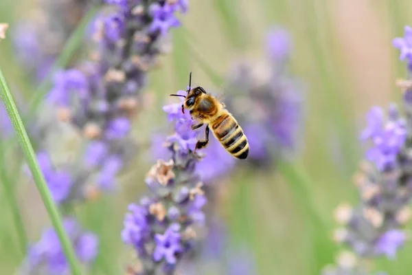 Néctar y polen para la recolección de abejas — Foto de Stock