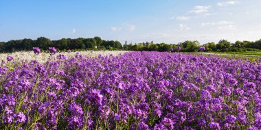 Güzel mor duvar çiçeği tarlası