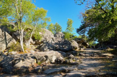 Fontainebleau Ormanı manzarası