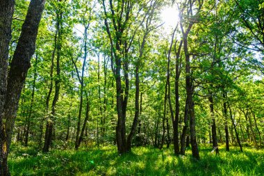 Fontainebleau Ormanı manzarası