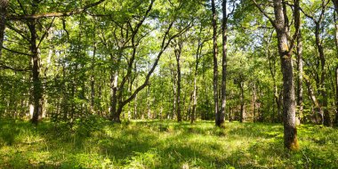 Fontainebleau Ormanı manzarası